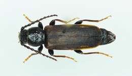 صورة Tetropium cinnamopterum Kirby 1837