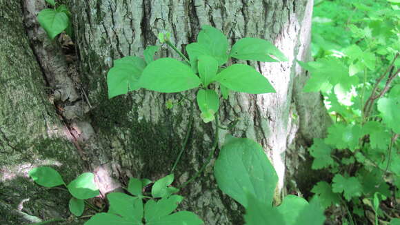 Imagem de Euonymus obovatus Nutt.