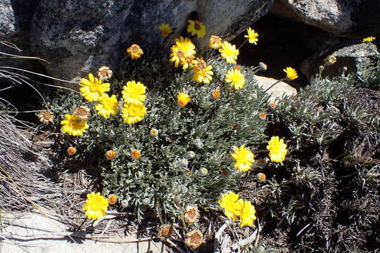 Image of Euryops othonnoides (DC.) B. Nordenst.