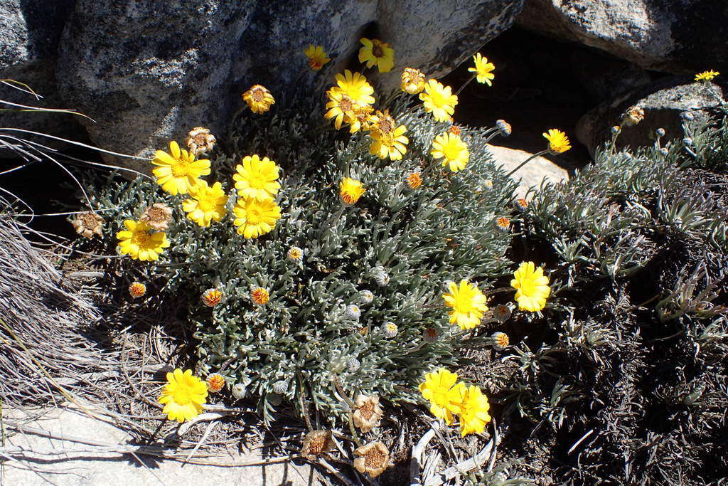 Image of Euryops othonnoides (DC.) B. Nordenst.