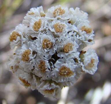 Image of Anaxeton asperum subsp. pauciflorum Lundgren