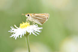 Image de Copaeodes minima Edwards 1870