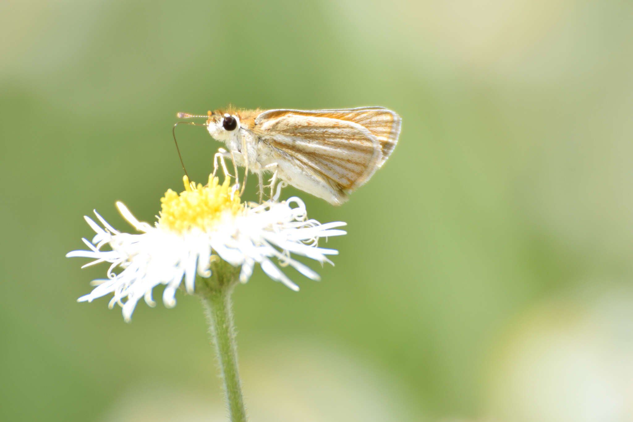 Image de Copaeodes minima Edwards 1870