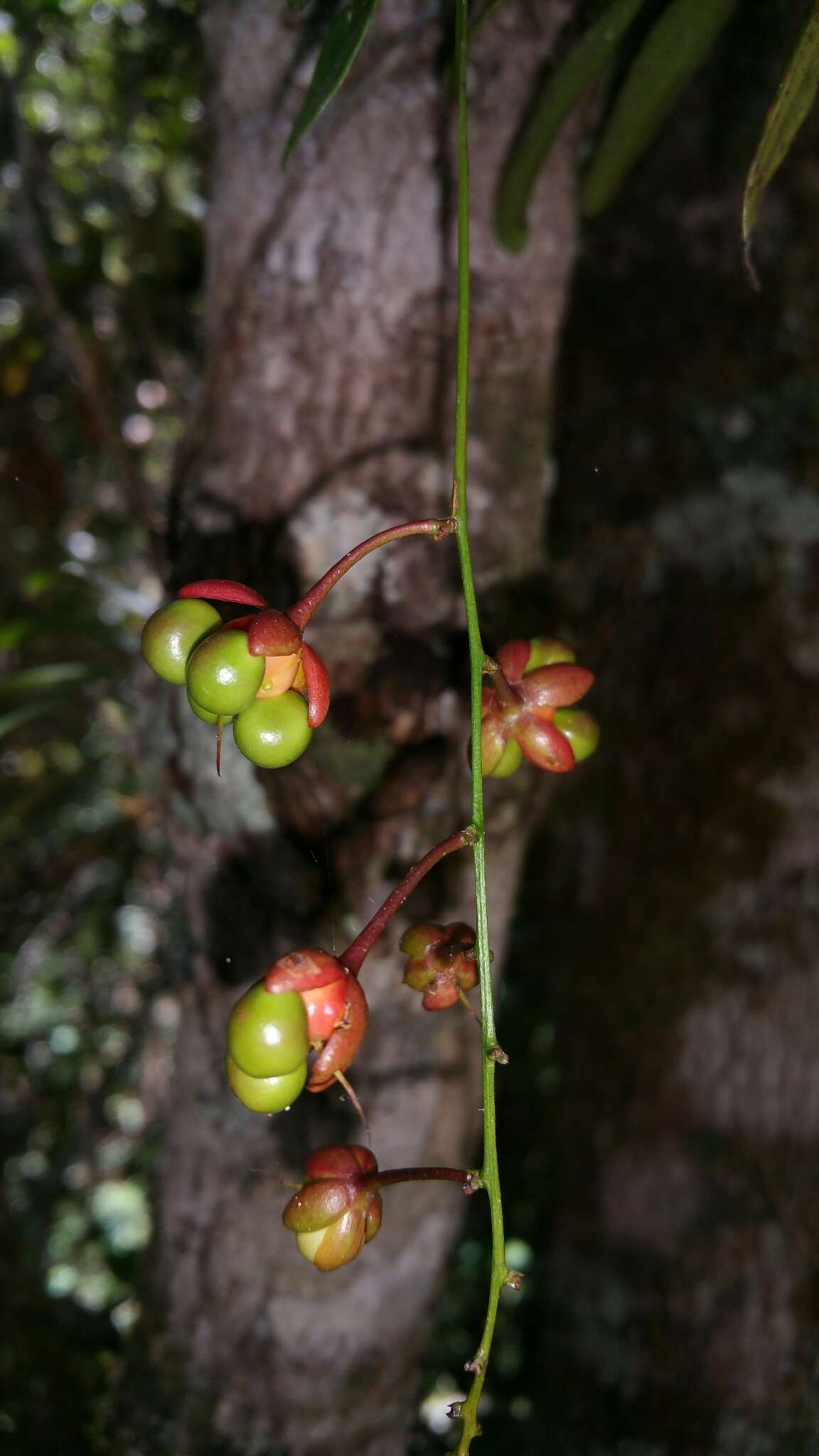 Ouratea lanceolata (Pohl) Engl. resmi