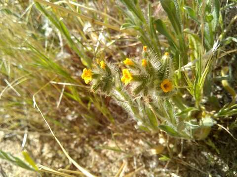 Слика од Amsinckia tessellata A. Gray