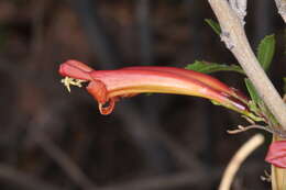 Image of Tecoma fulva subsp. garrocha (Hieron.) J. R. I. Wood