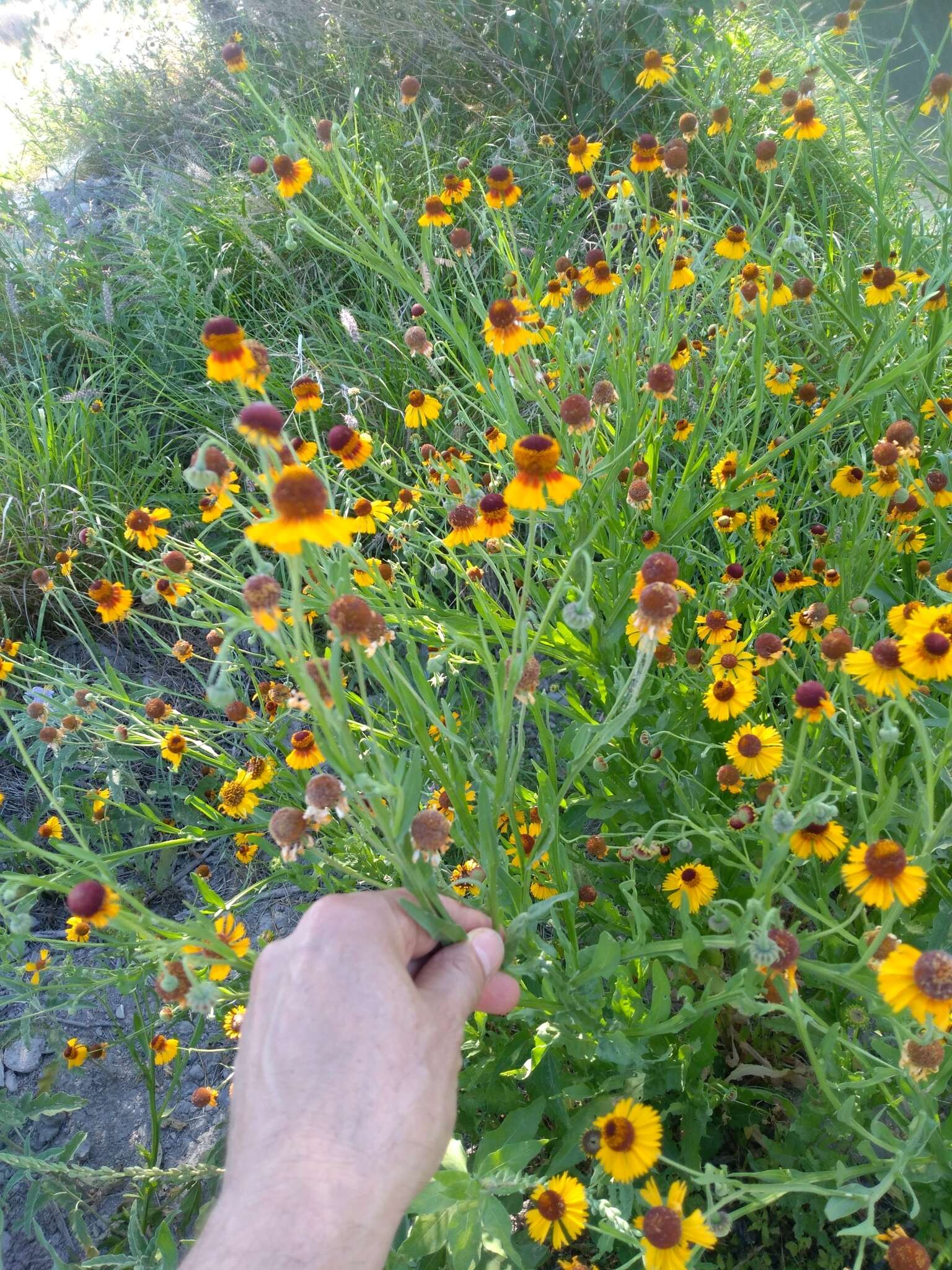 Image de Helenium amphibolum