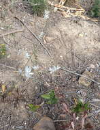 Image of Chlorophytum crispum (Thunb.) Baker