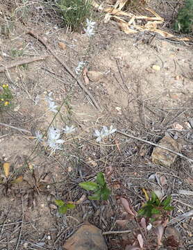 Image of Chlorophytum crispum (Thunb.) Baker