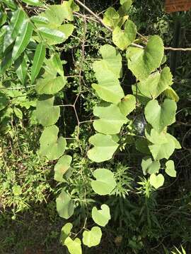 Image of graybark grape