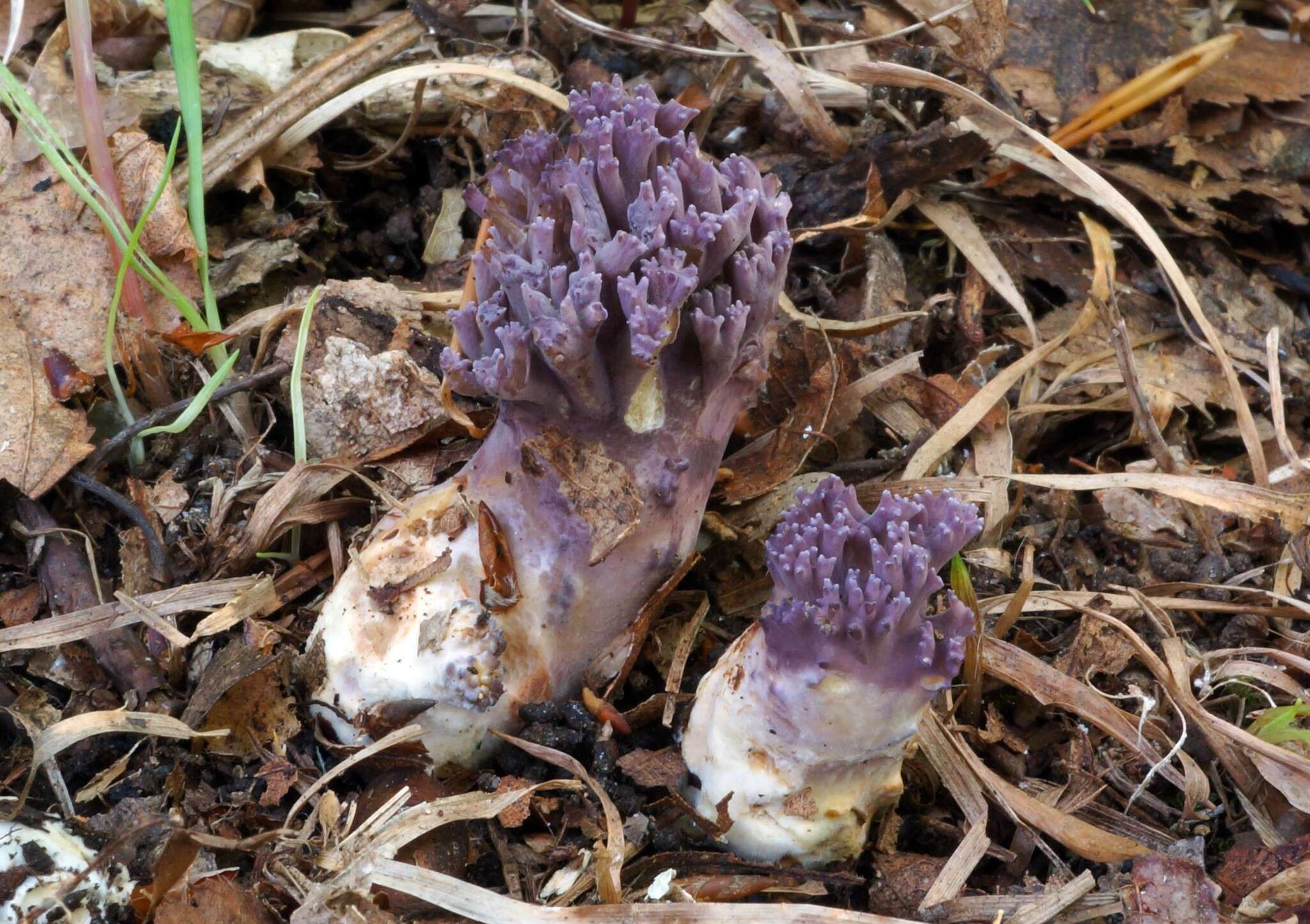 Image of Ramaria fumigata (Peck) Corner 1950