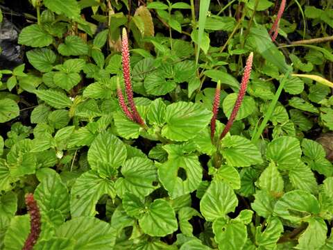 صورة Peperomia crispa Sodiro