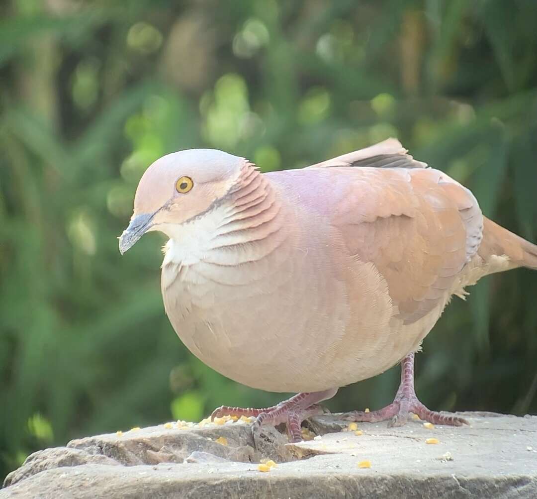 Image of White-throated Quail-Dove