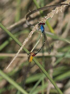 Sivun Hesperagrion Calvert 1902 kuva