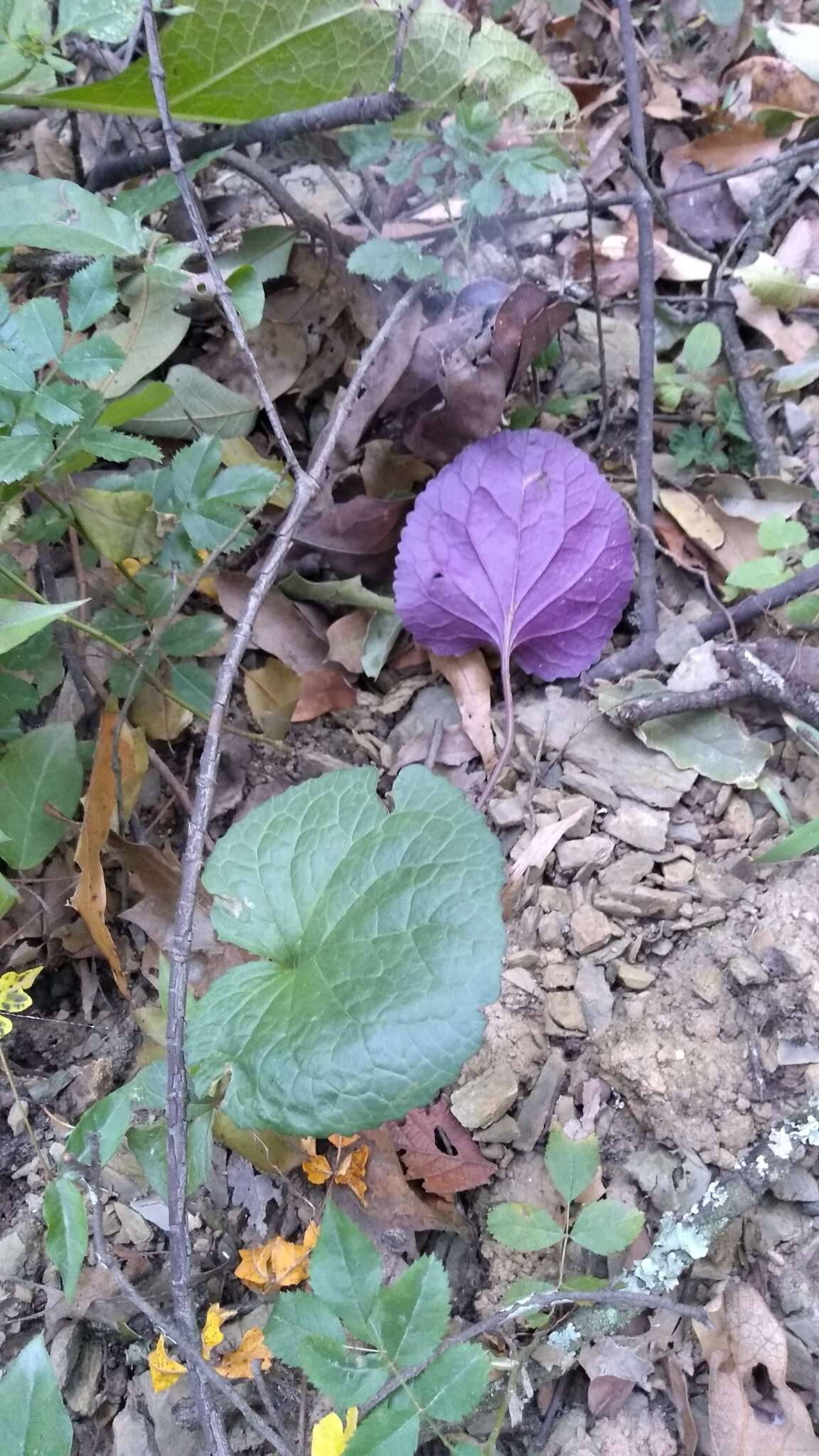 Image of Packera coahuilensis (Greenm.) C. Jeffrey