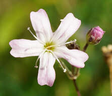 Image of garden baby's-breath