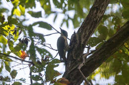 Image of Japanese Green Woodpecker