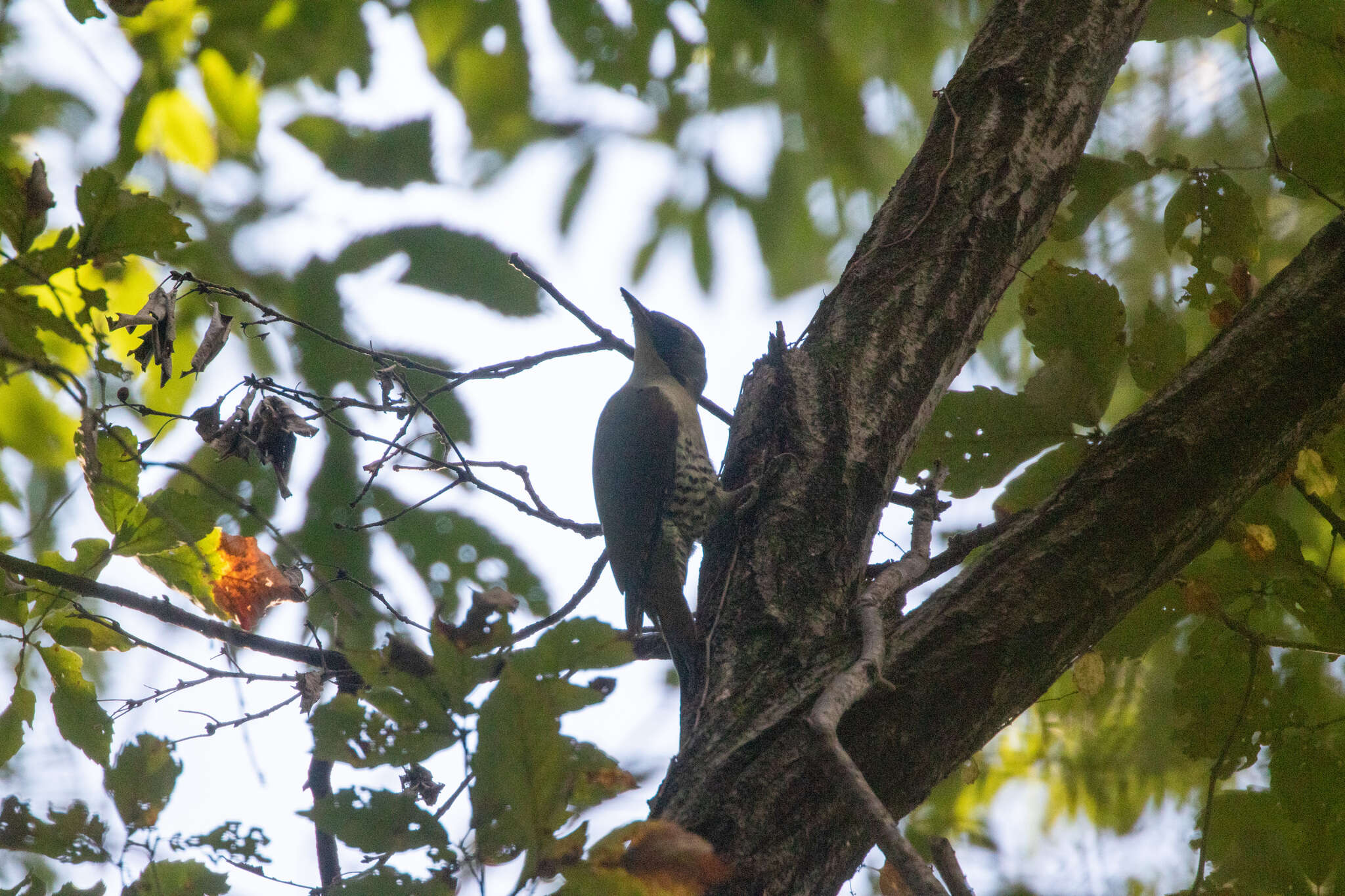 Image of Japanese Green Woodpecker