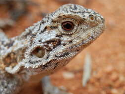 Image of Western netted dragon