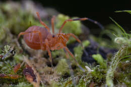 Image of Sclerobunus nondimorphicus Briggs 1971