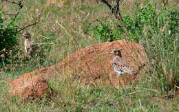 Image of Cape Thick-knee