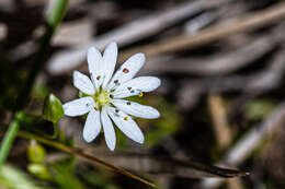 Image of Stellaria longipes subsp. longipes