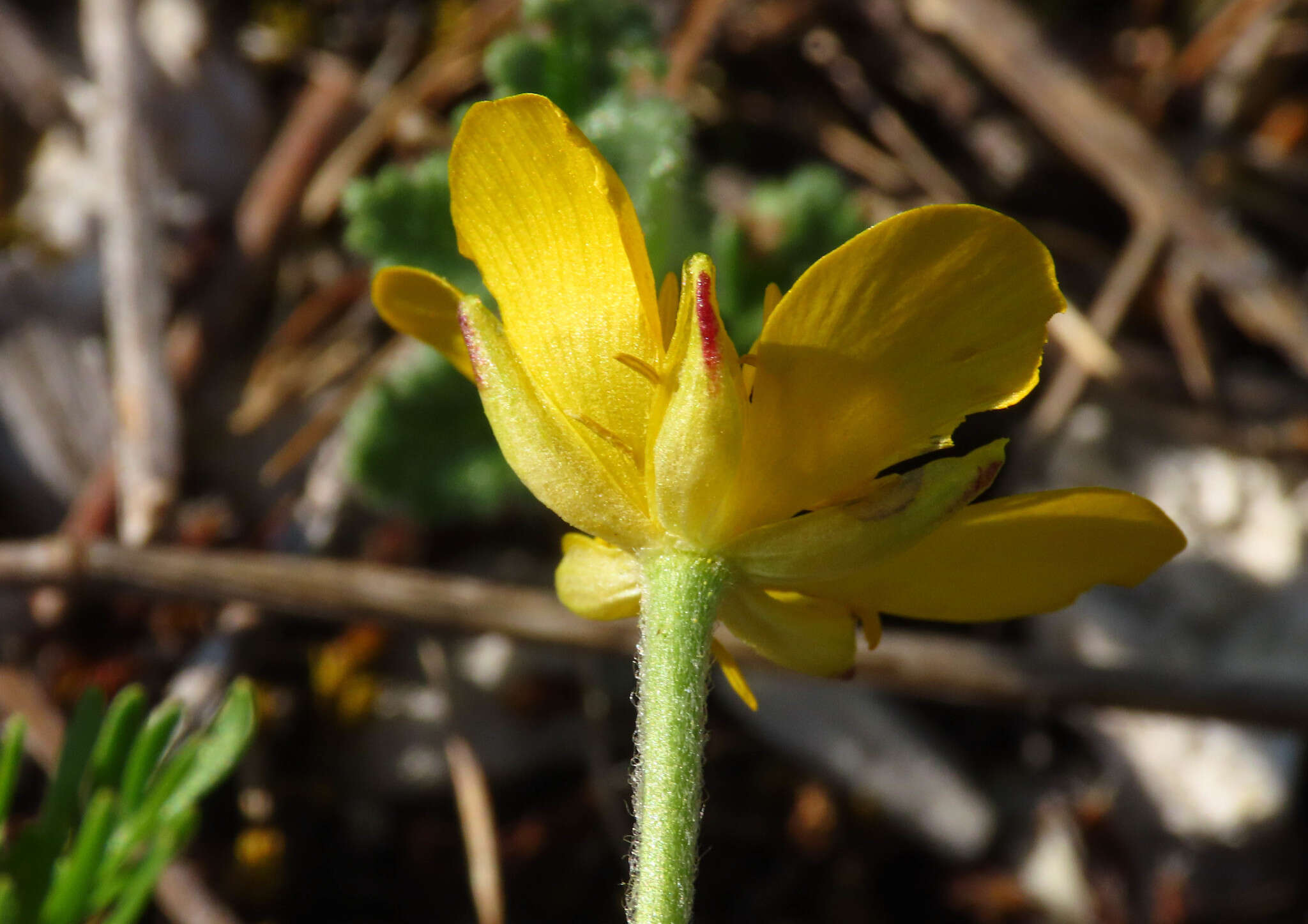 Image of Ranunculus millefoliatus Vahl