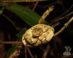 Image of Bothrops osbornei Freire-Lascano 1991