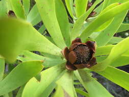 Plancia ëd Leucadendron microcephalum (Gand.) Gand. & Schinz