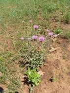 Image of Wheeler's thistle