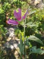 Image of Malva olbia (L.) Alef.