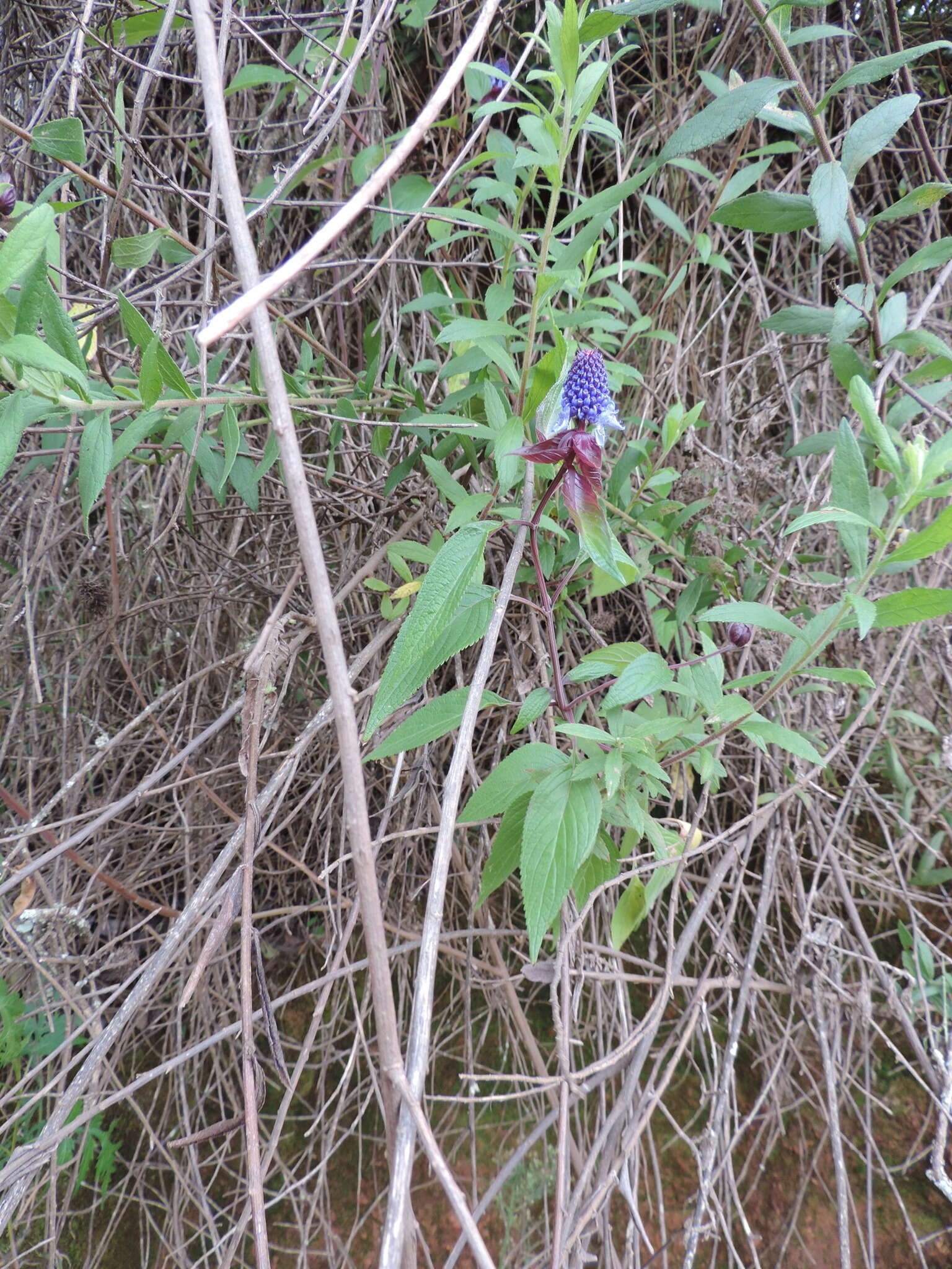 Image of <i>Coleus livingstonei</i>