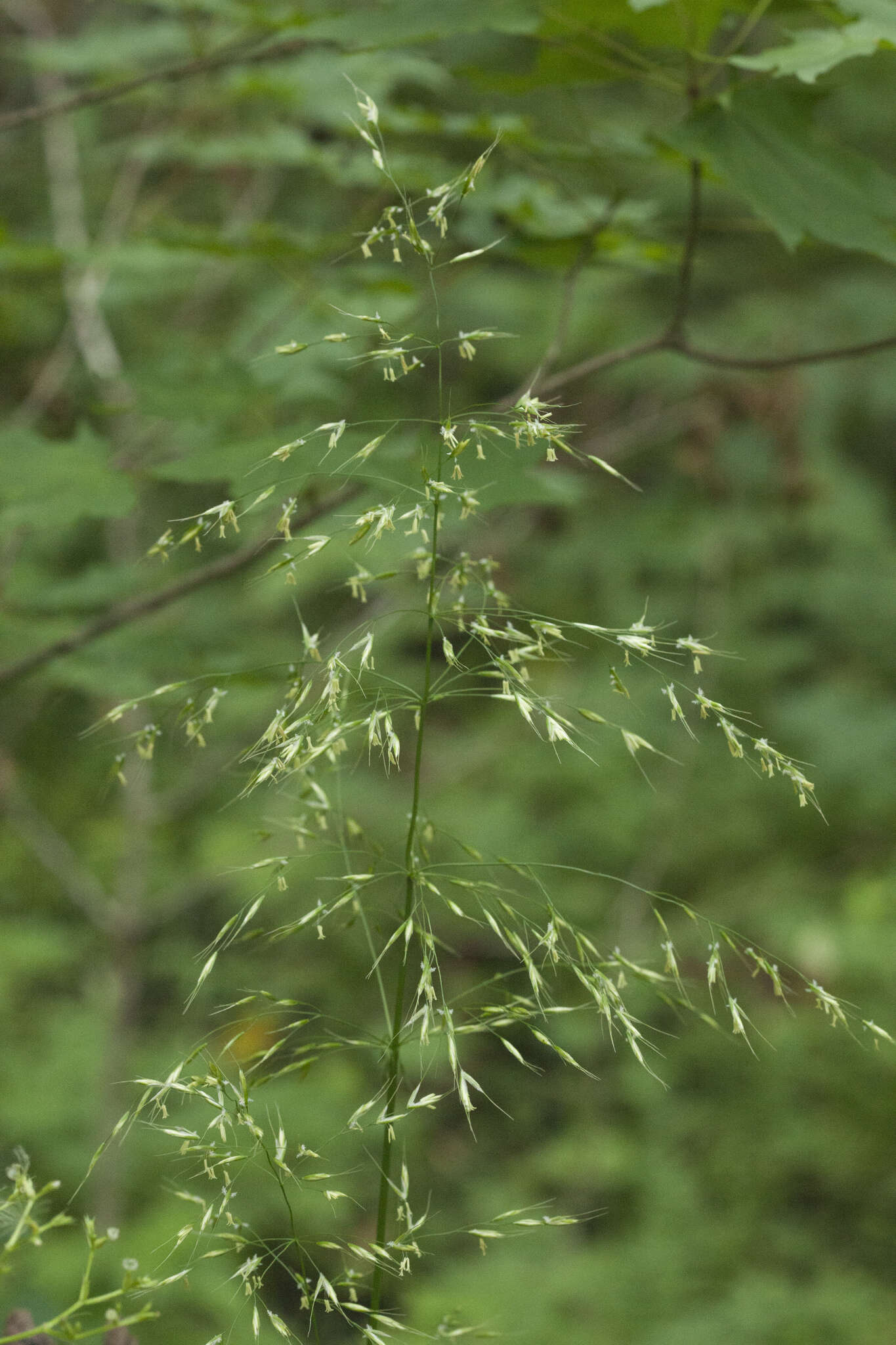 Imagem de Trisetum umbratile (Kitag.) Kitag.