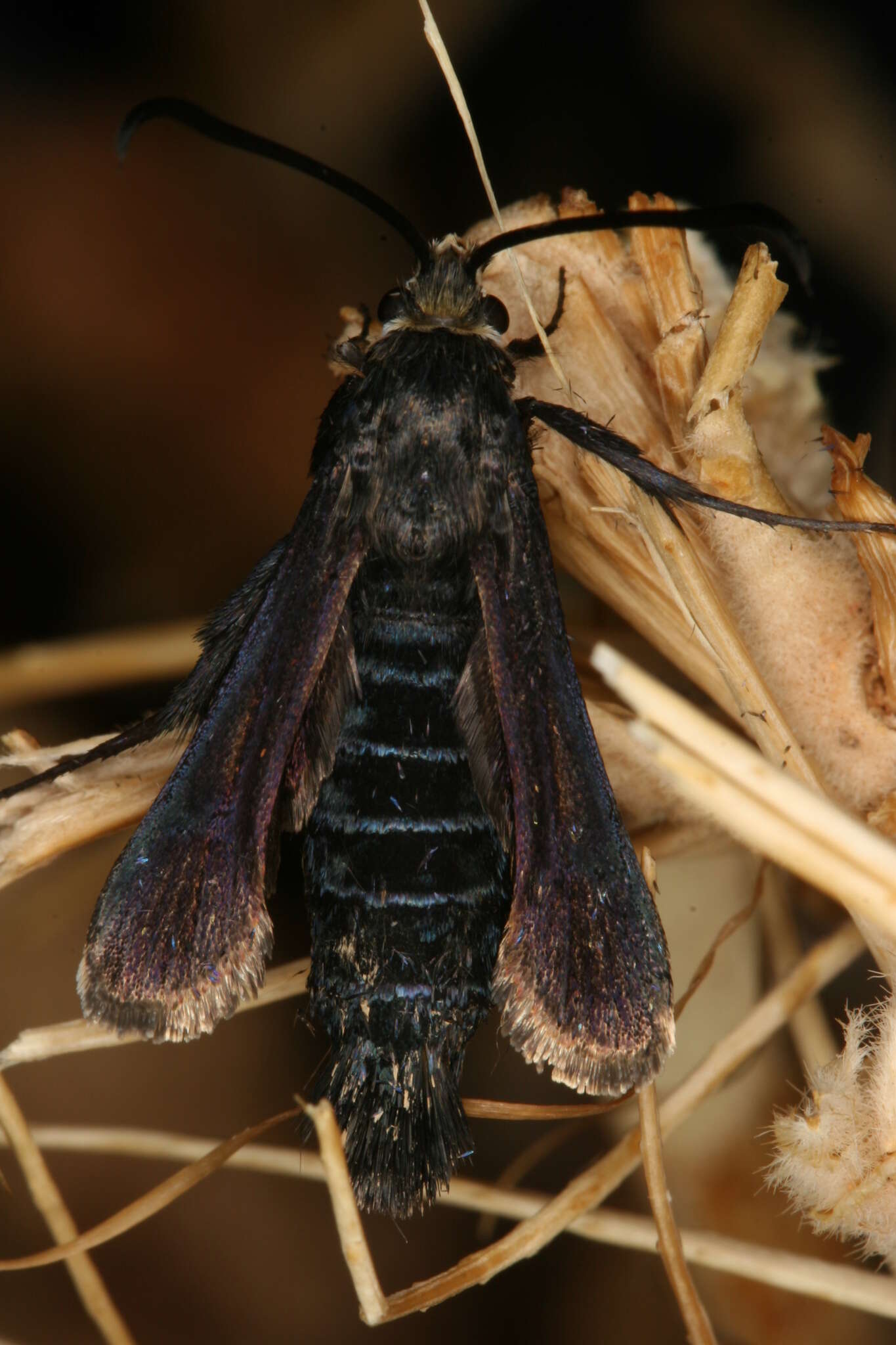 Image of Bembecia dispar