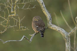 صورة Glaucidium bolivianum König & C 1991