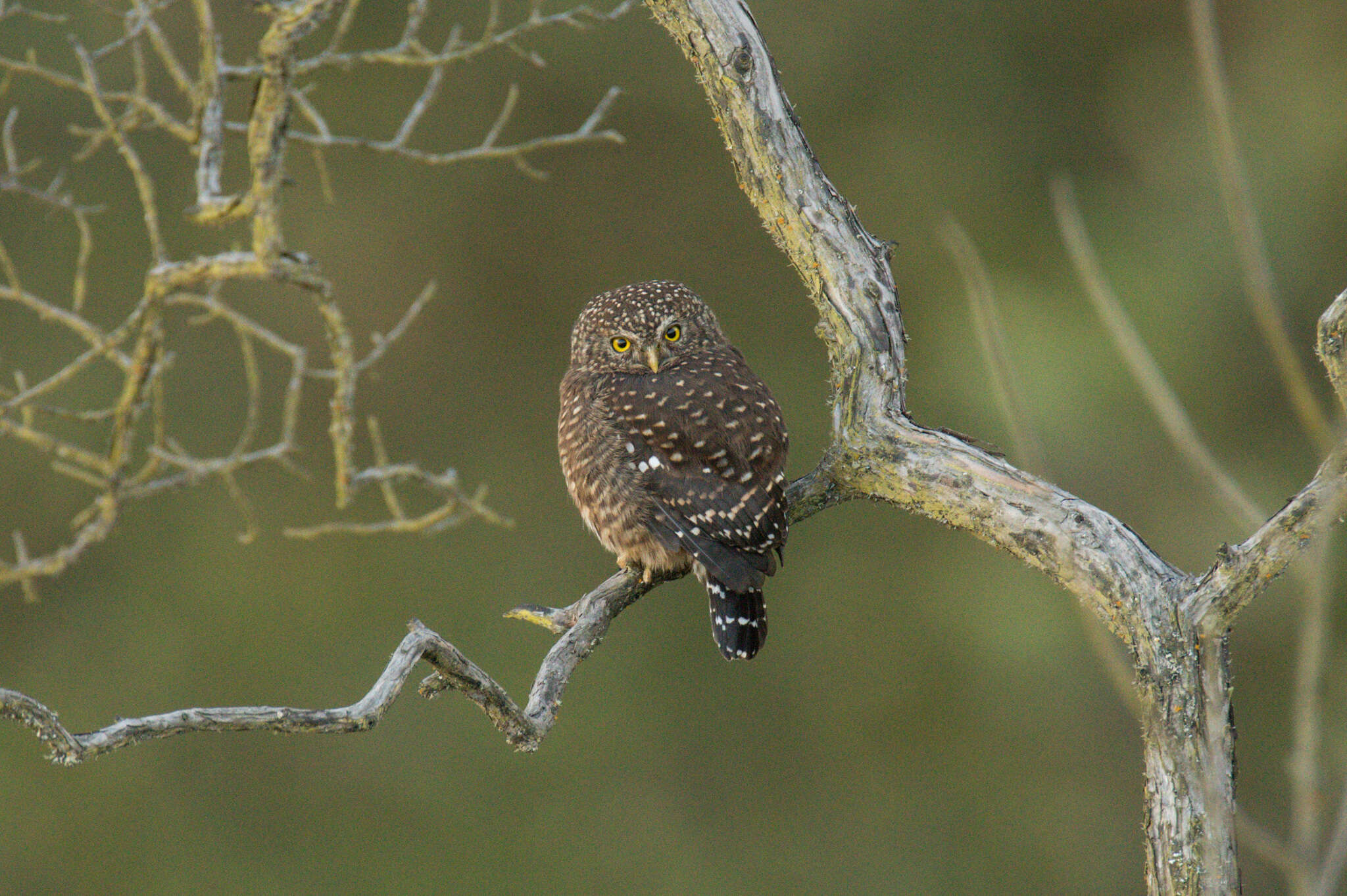 صورة Glaucidium bolivianum König & C 1991