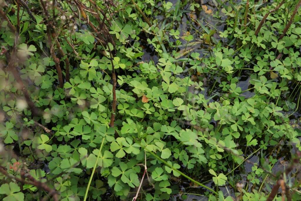 Image of Marsilea schelpeana Launert