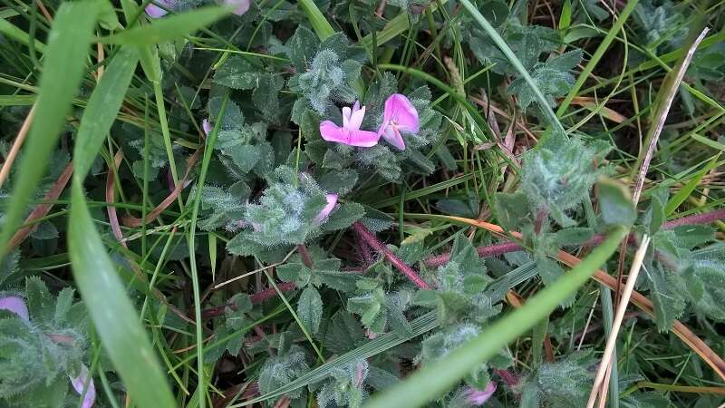 Ononis spinosa subsp. procurrens (Wallr.) Briq.的圖片