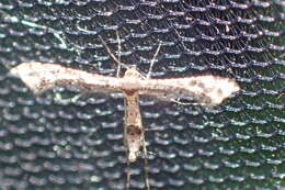 Image of Lantana plume moth