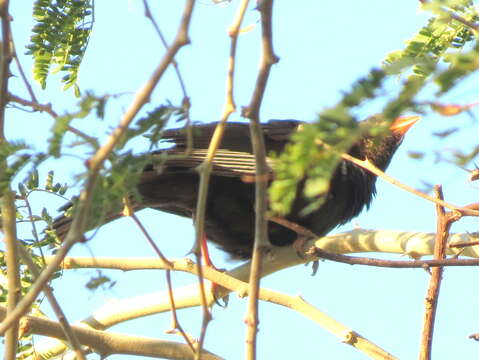 Bubalornis niger niger Smith & A 1836的圖片