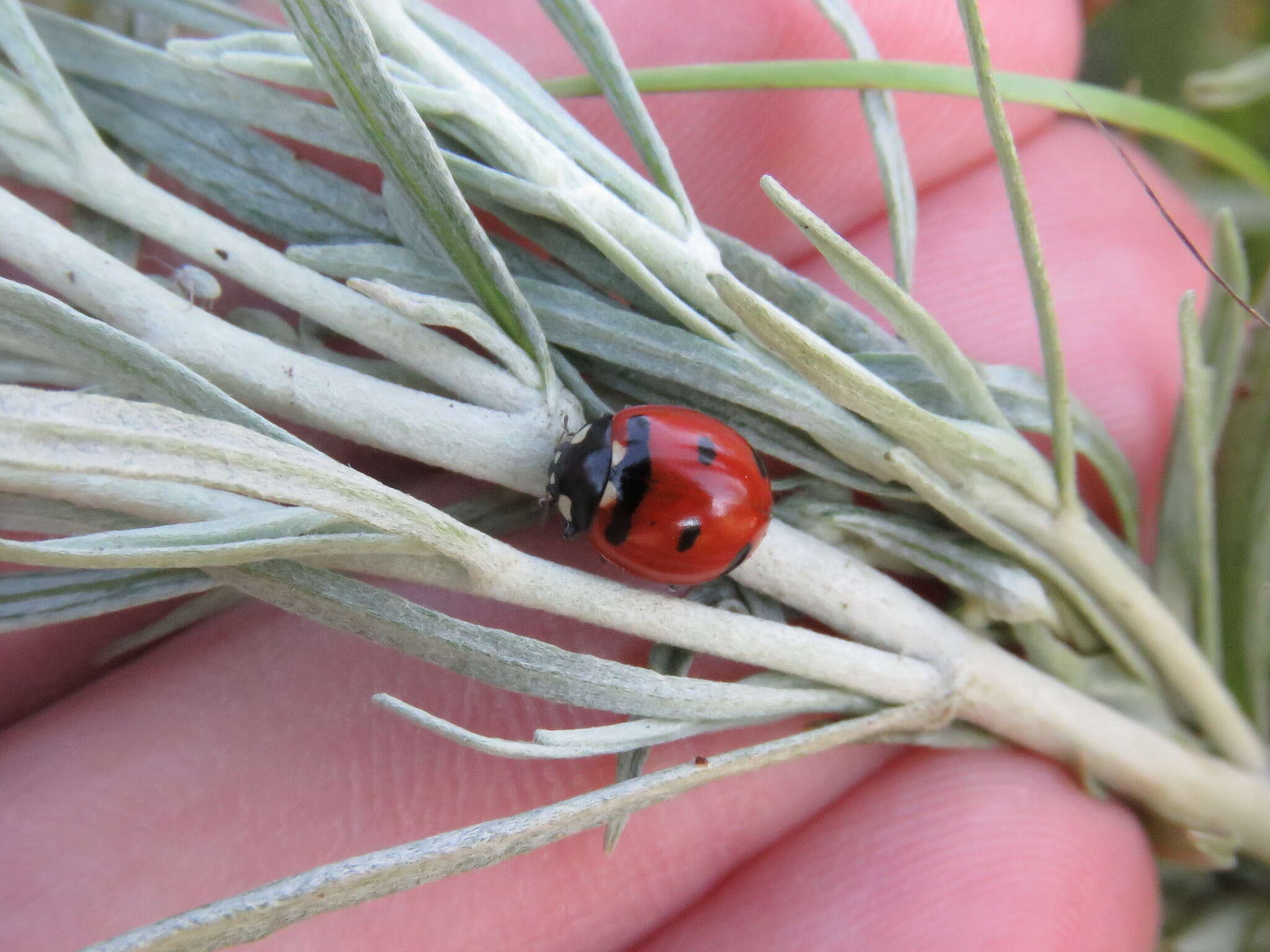 صورة Coccinella transversoguttata Faldermann 1835