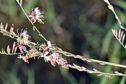 Слика од Oenothera cinerea (Wooton & Standl.) W. L. Wagner & Hoch