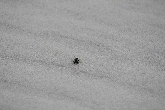 Image of Dune tiger beetle