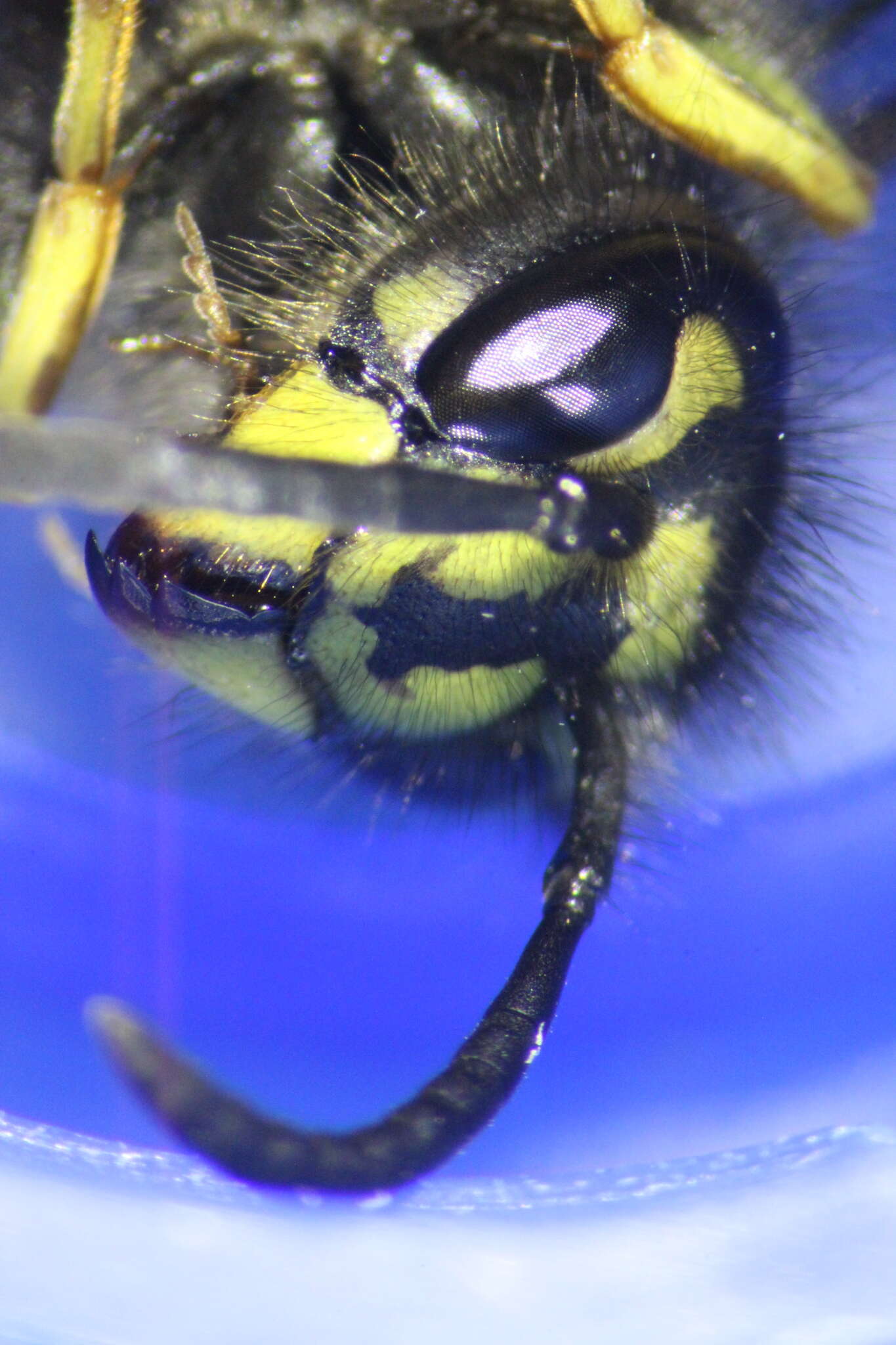 Image of Common wasp