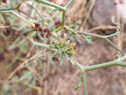 Image of Eremocharis triradiata (H. Wolff) I. M. Johnst.