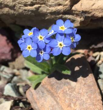 Plancia ëd Myosotis asiatica (Vesterg.) Schischkin & Sergievskaja