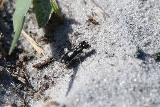 Image of Cicindela (Cicindelidia) scabrosa Schaupp 1884