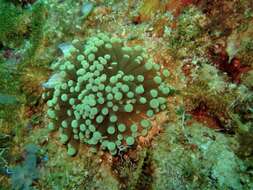 Image of Stony coral