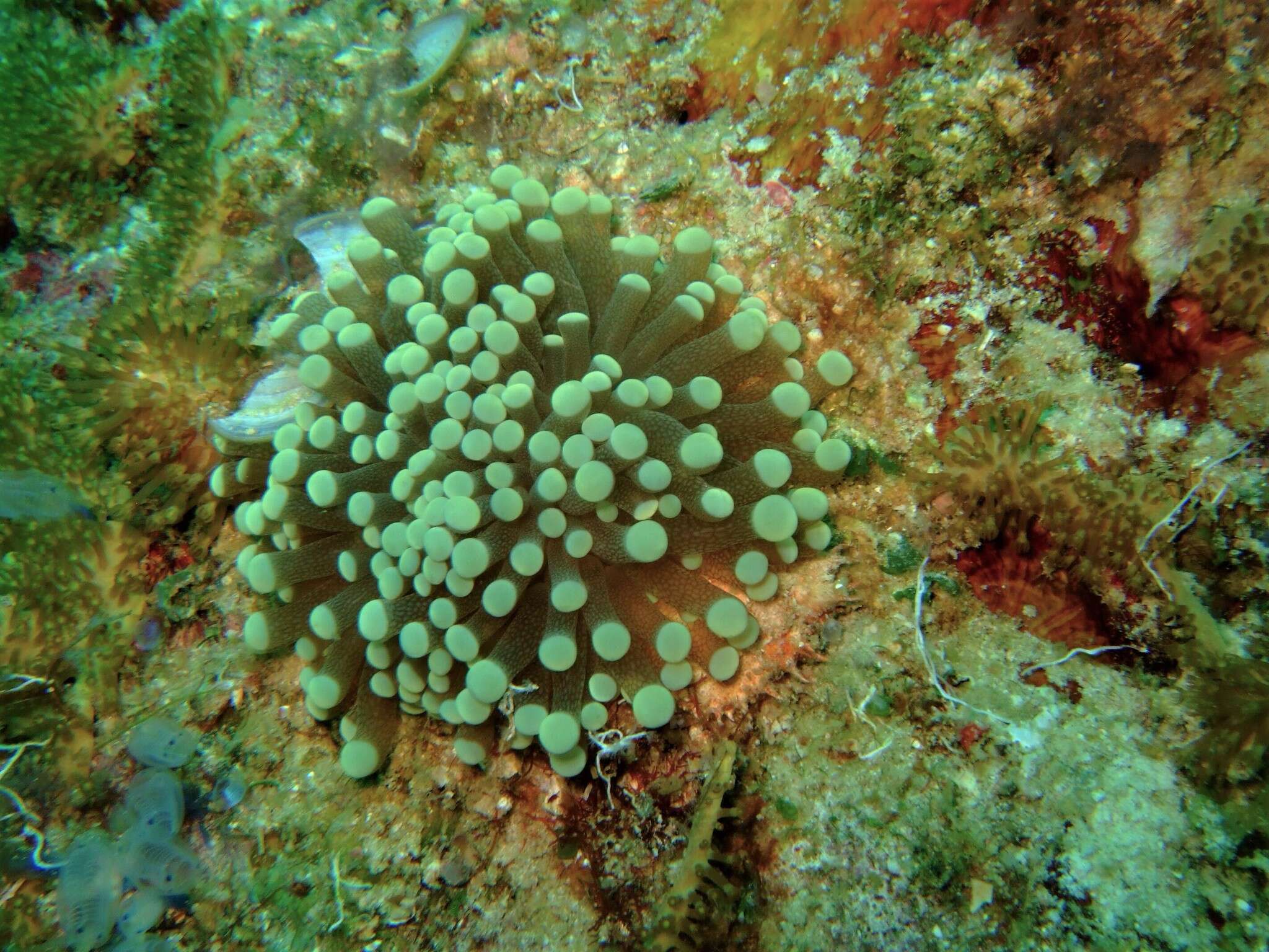 Imagem de Euphyllia glabrescens (Chamisso & Eysenhardt 1821)