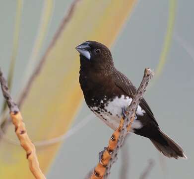 Image of White-bellied Munia